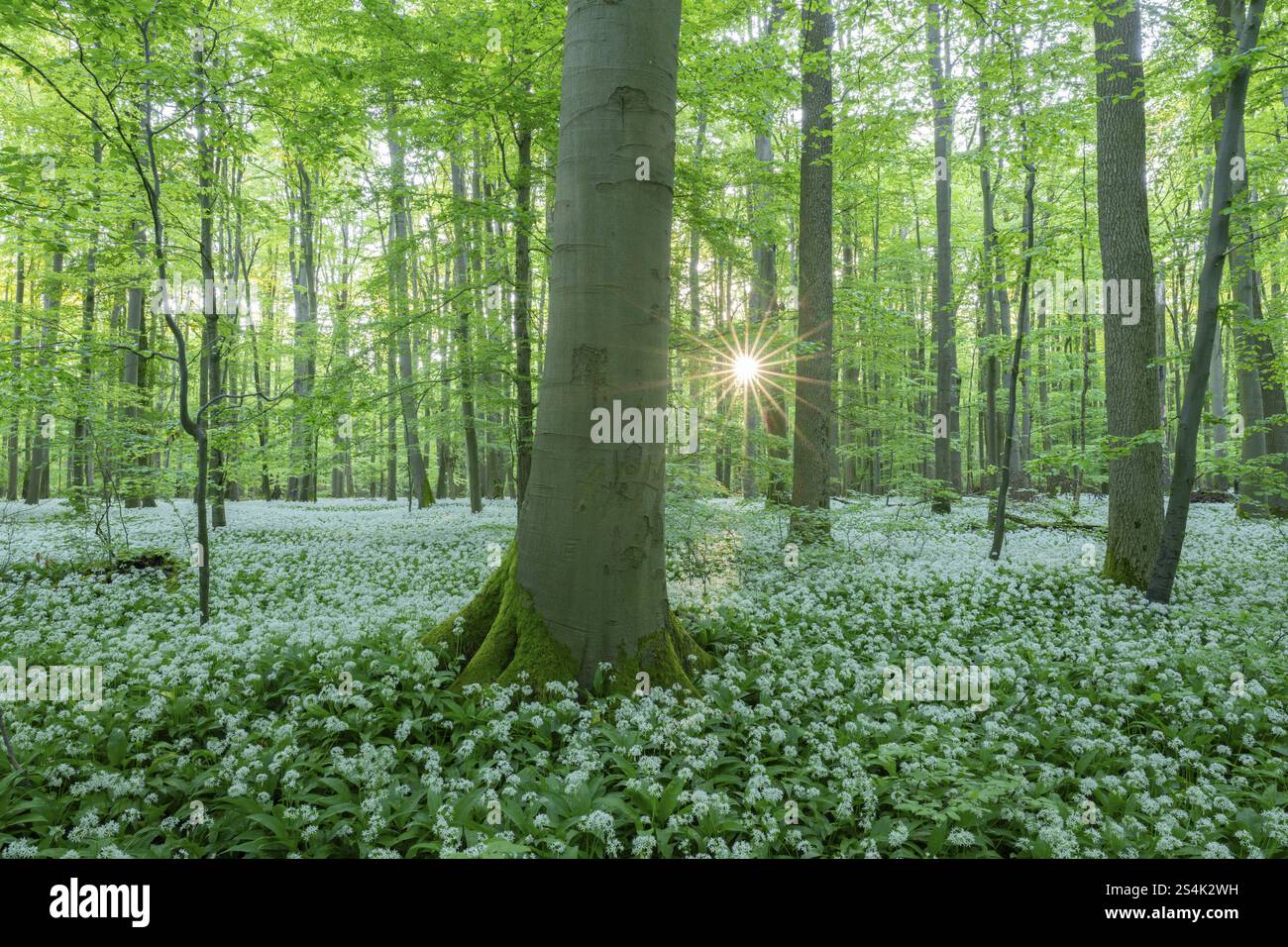 Near-natural deciduous forest with flowering wild garlic (Allium ursinum),  sun star, Hainich National Park, Thuringia, Germany, Europe Stock Photo -  Alamy