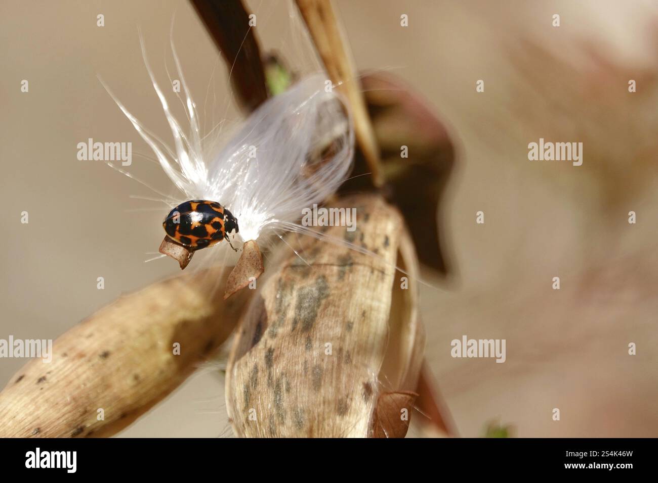 Ladybird, Winter, Bavaria, Germany, Europe Stock Photo