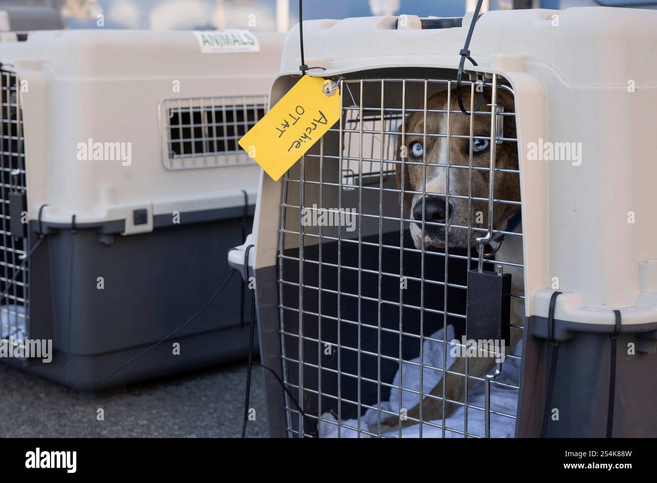 Wings of Rescue prepares to fly dozens of dogs and cats from the