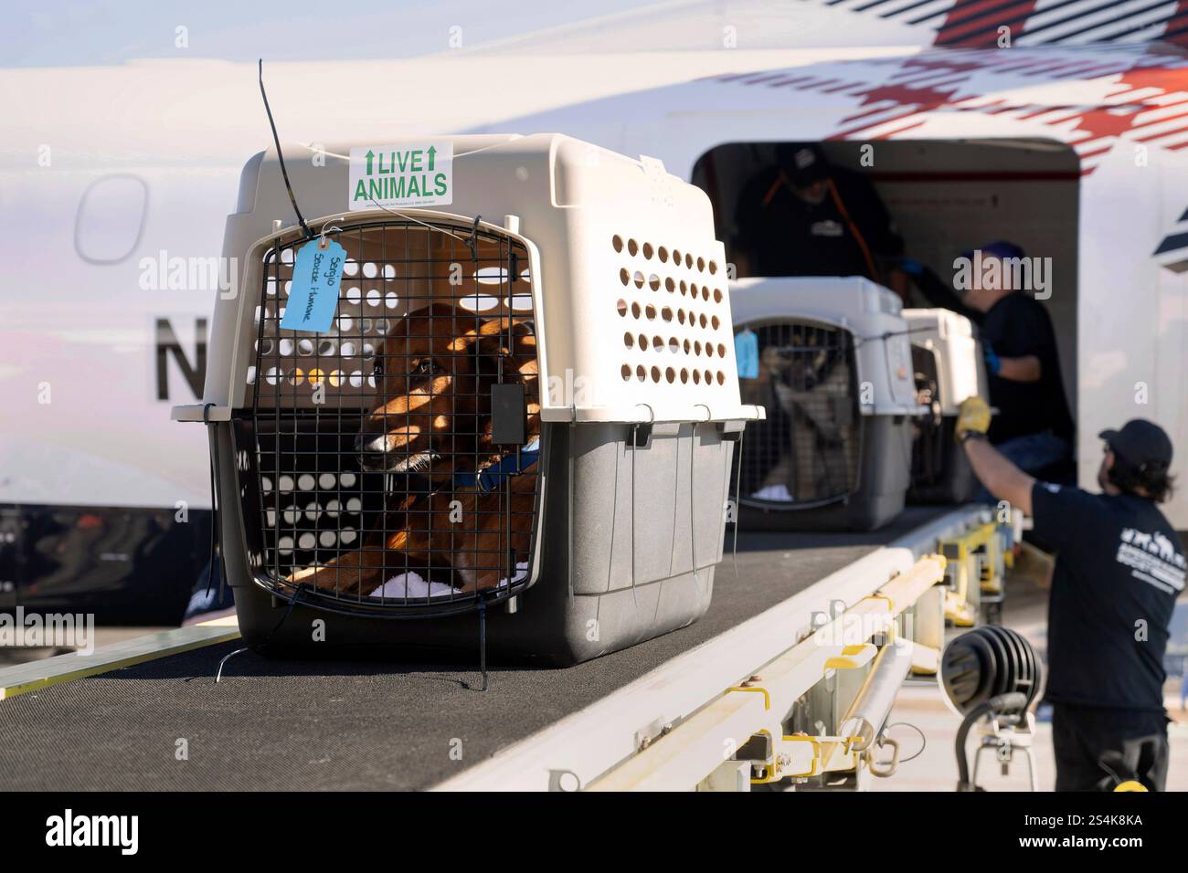 Wings of Rescue prepares to fly dozens of dogs and cats from the