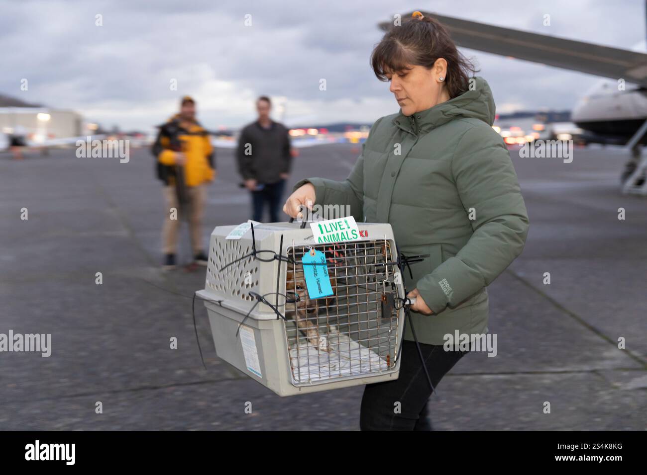 Seattle, Washington, USA. 12th January, 2025. A staff member with ...