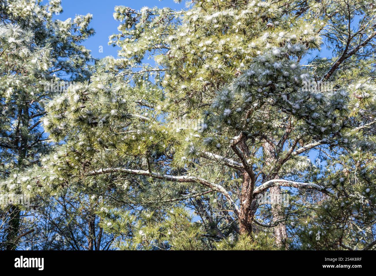 snow-on-pine-trees-in-metro-atlanta-georgia-usa-stock-photo-alamy