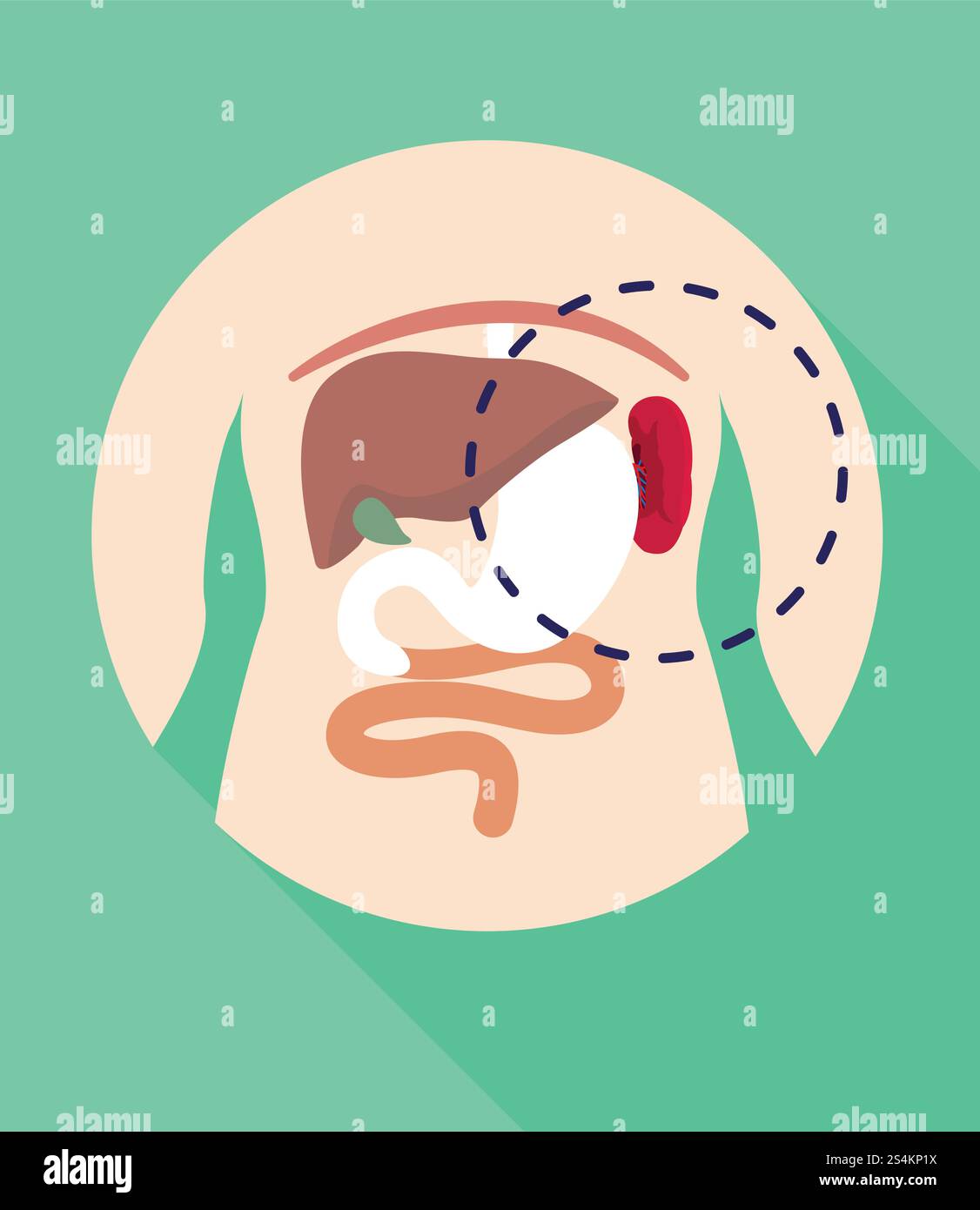 Spleen location icon. Flat illustration of spleen location vector icon ...