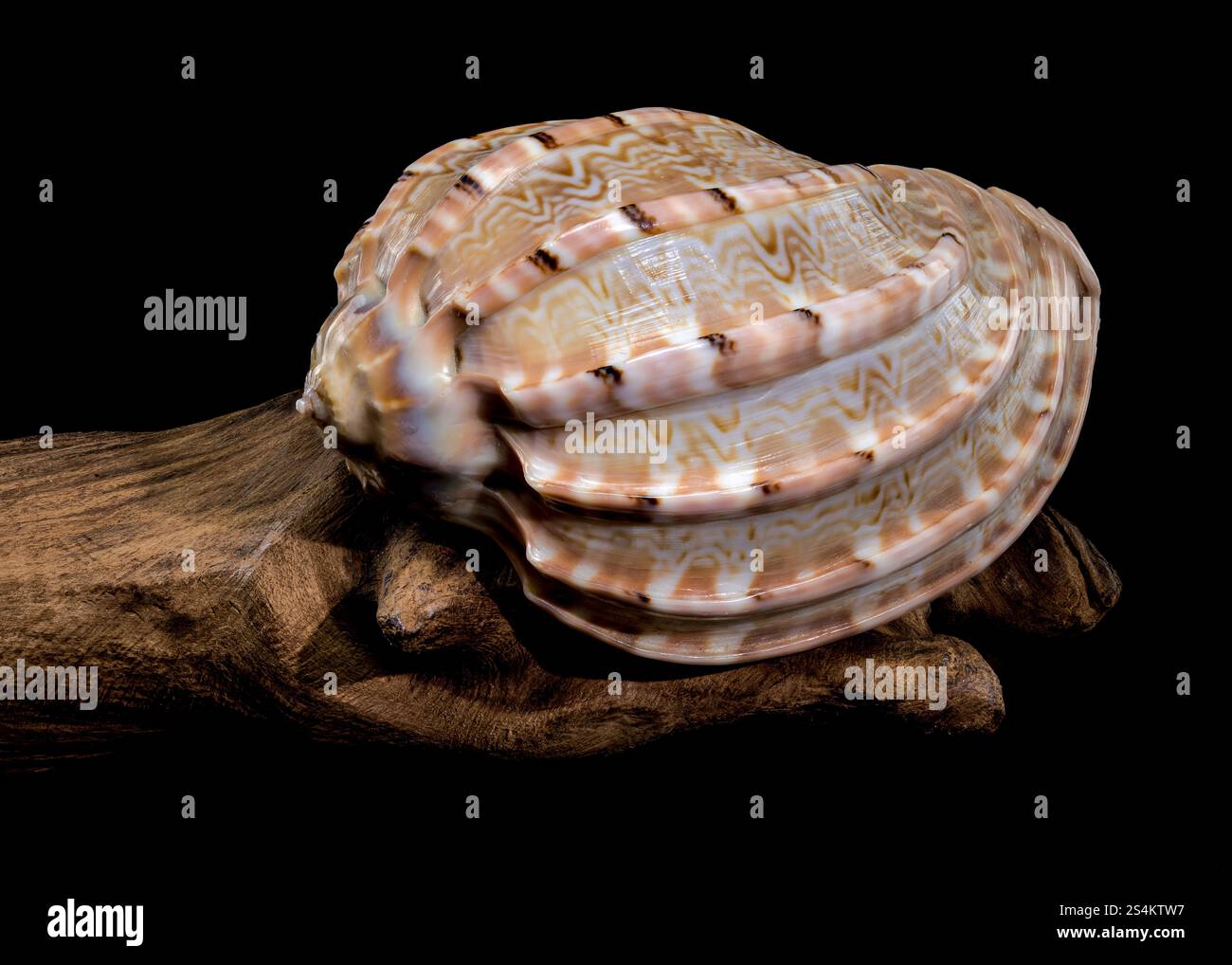 Close-up of a Harpa amouretta shell with intricate patterns, resting on textured wood, set against a black background to emphasize its natural beauty Stock Photo