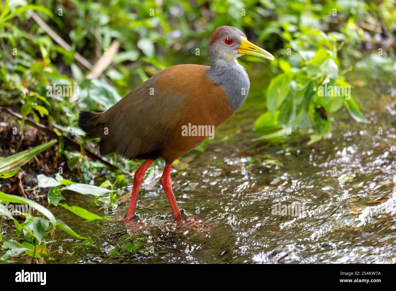 Forest Rails Bird Grey-cowled wood rail or grey-necked wood rail (Aramides cajaneus ...