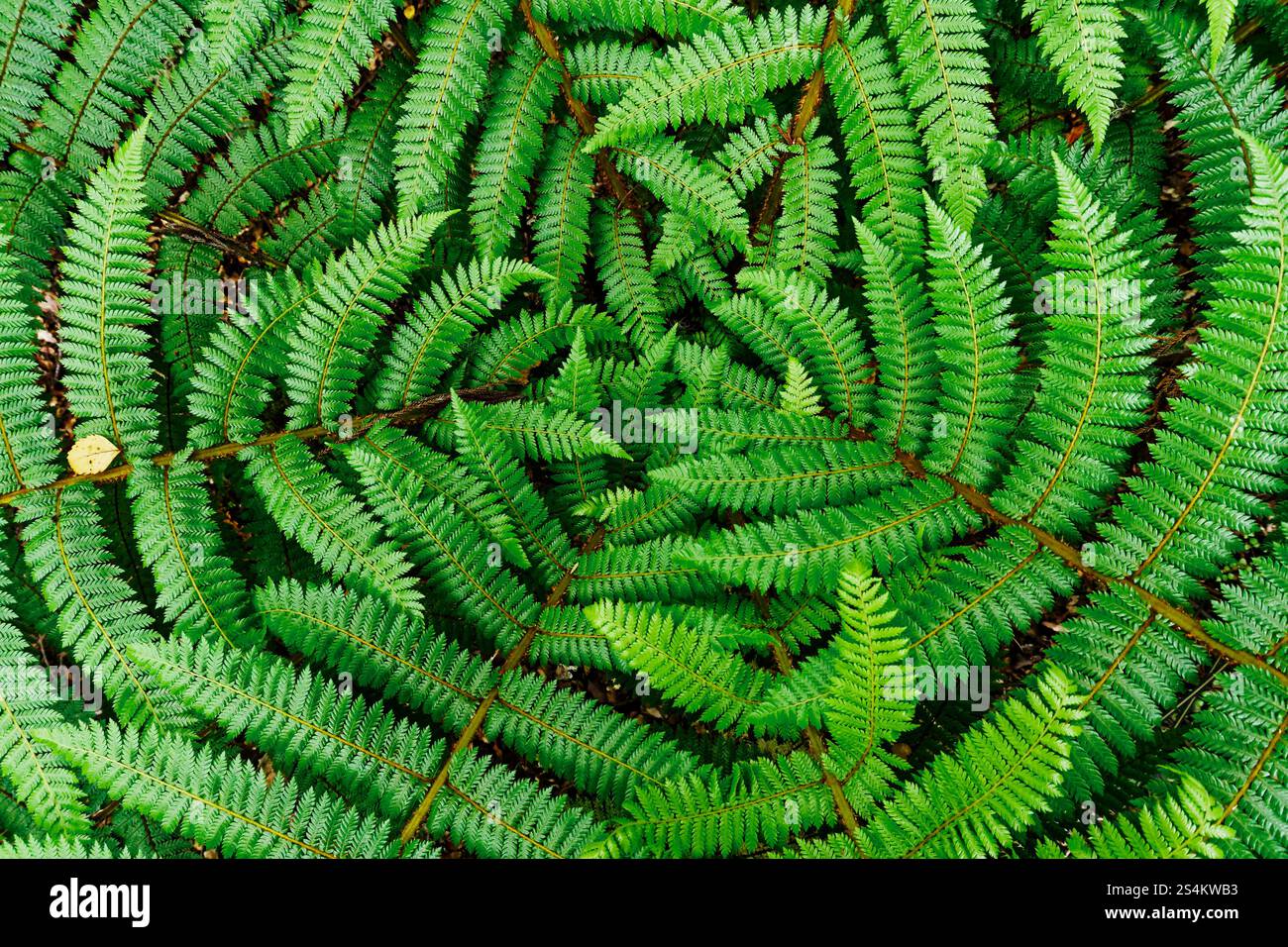 Looking down on a small fern, native bush, Nelson Lakes National Park, Tasman region, south island, Aotearoa / New Zealand. Stock Photo