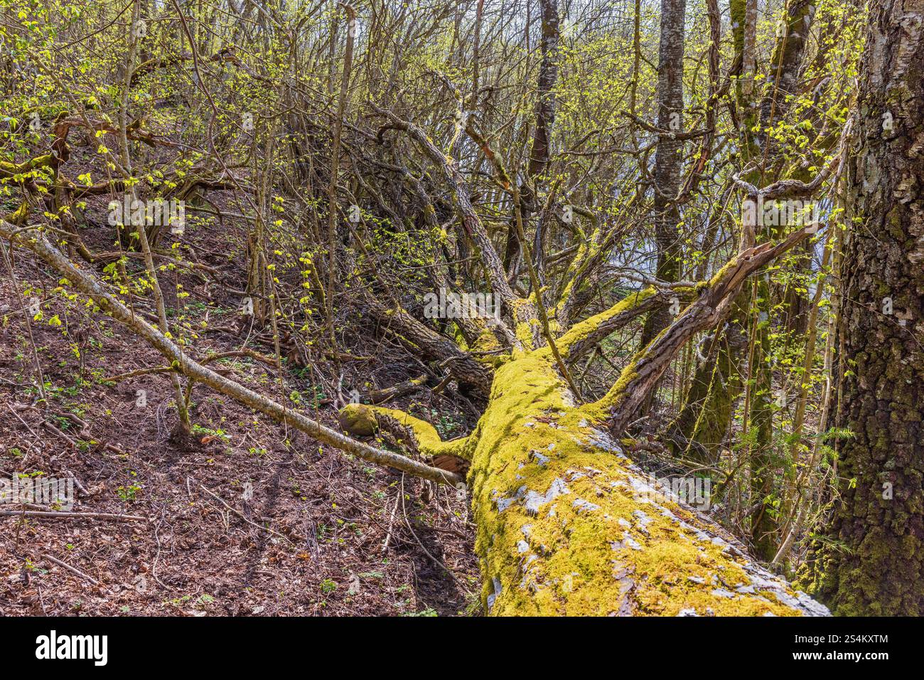 Moss covered fallen tree in a budding forest at springtime Stock Photo
