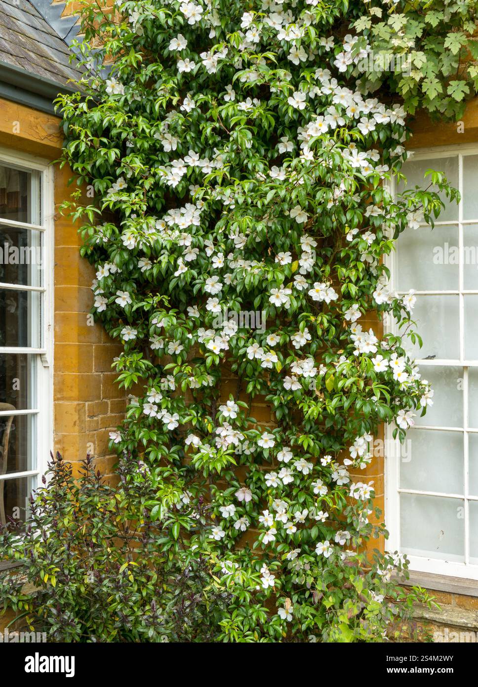 Cooper's Burmese white climbing rose (Rosa 'Cooperi' / ) growing up walls of old stone manor house in June, Coton Manor Garden, Northants, England, UK Stock Photo