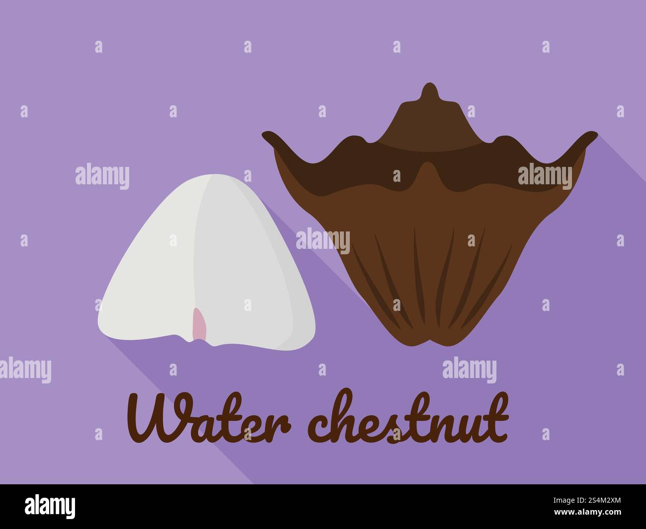 Chinese water chestnut Stock Vector Images - Alamy