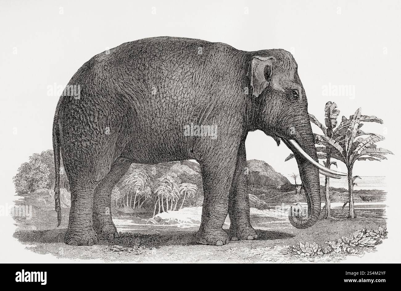銅版画 / Quo Vadis【Elephant】
