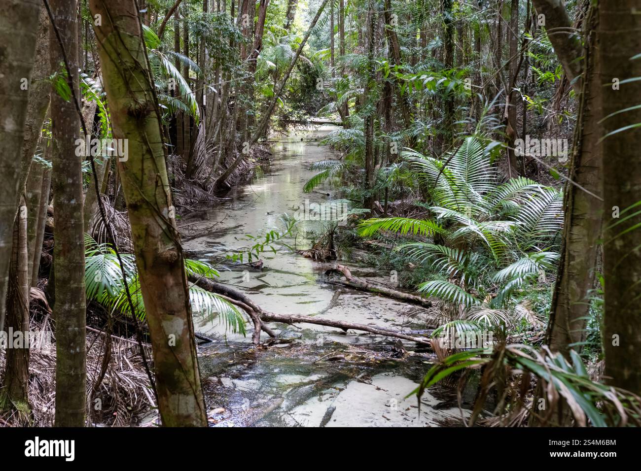 Wanggoolba Creek, K'gari Fraser Island, Queensland Australia, bushwalk ...