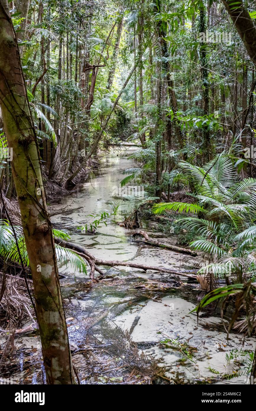 Wanggoolba Creek, K'gari Fraser Island, Queensland Australia, bushwalk ...