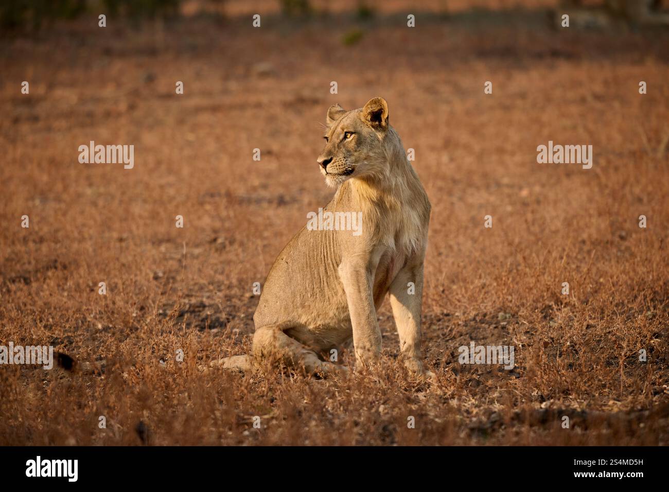 lion (Panthera leo), South Luangwa National Park, Mfuwe, Zambia, Africa Stock Photo