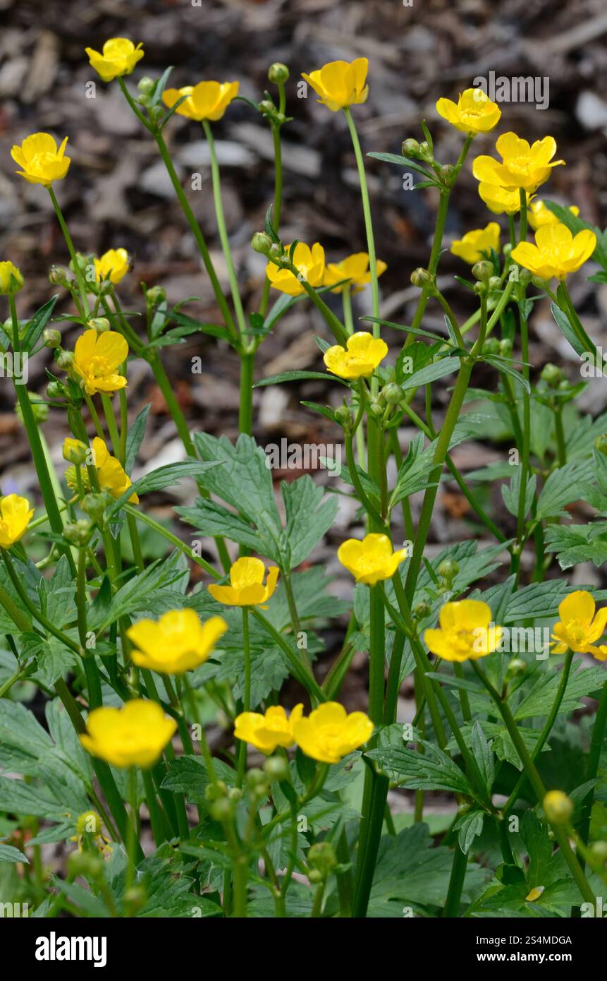 The Buttercup In Flower Ranunculus Sp Stock Photo Alamy