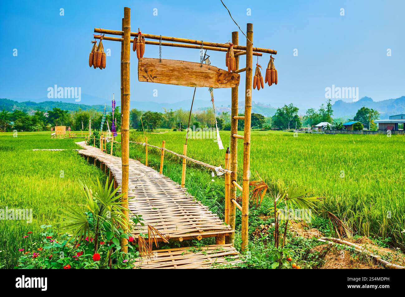 Walk the bamboo bridge among the juicy green paddy field, Chiang Rai ...