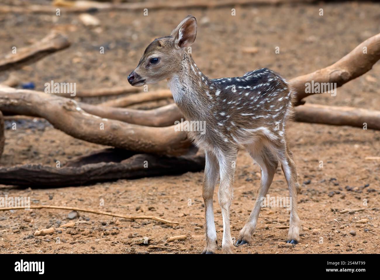 a newborn spotted deer among large logs Stock Photo