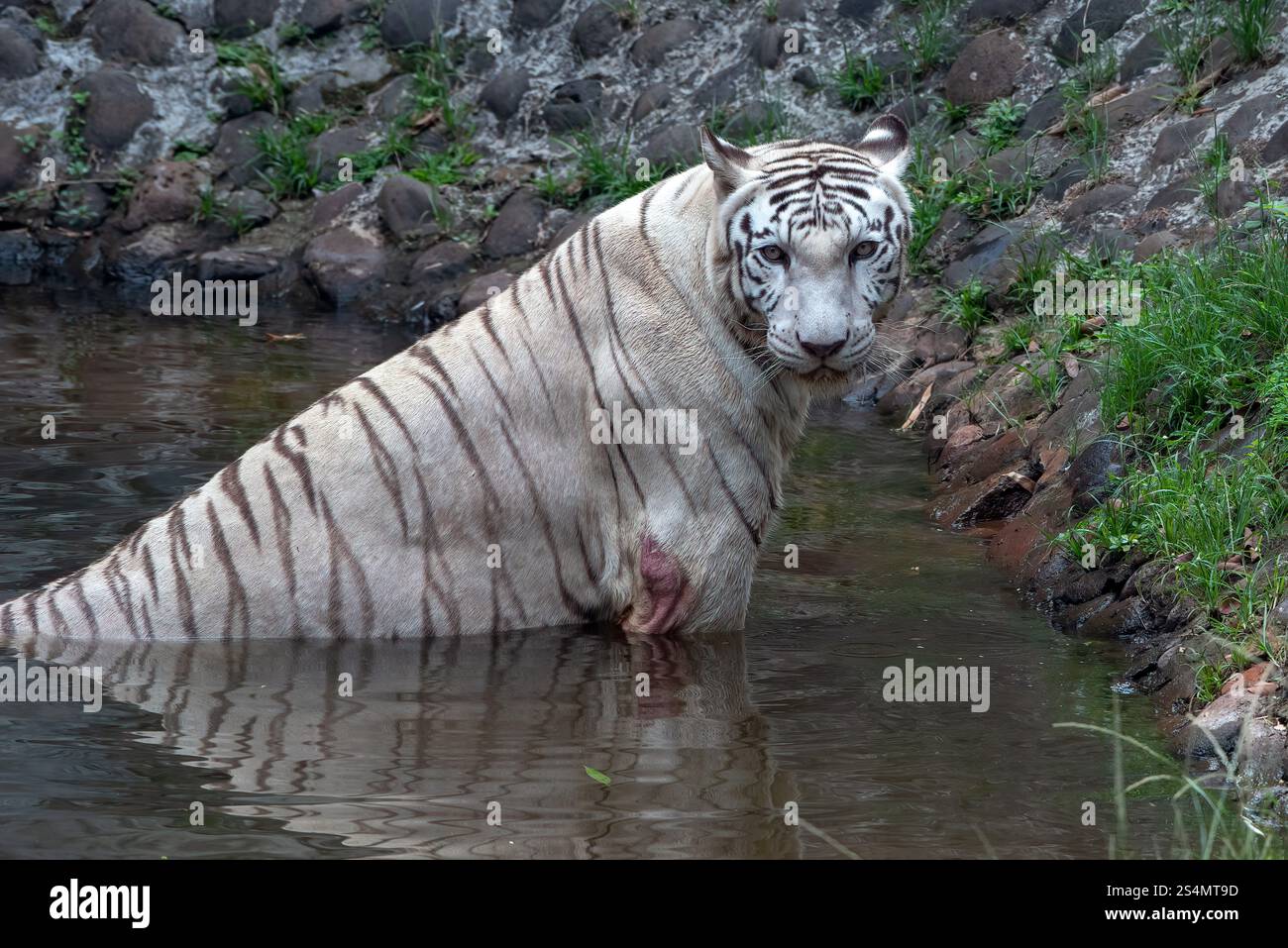white tiger swimming in the pond Stock Photo