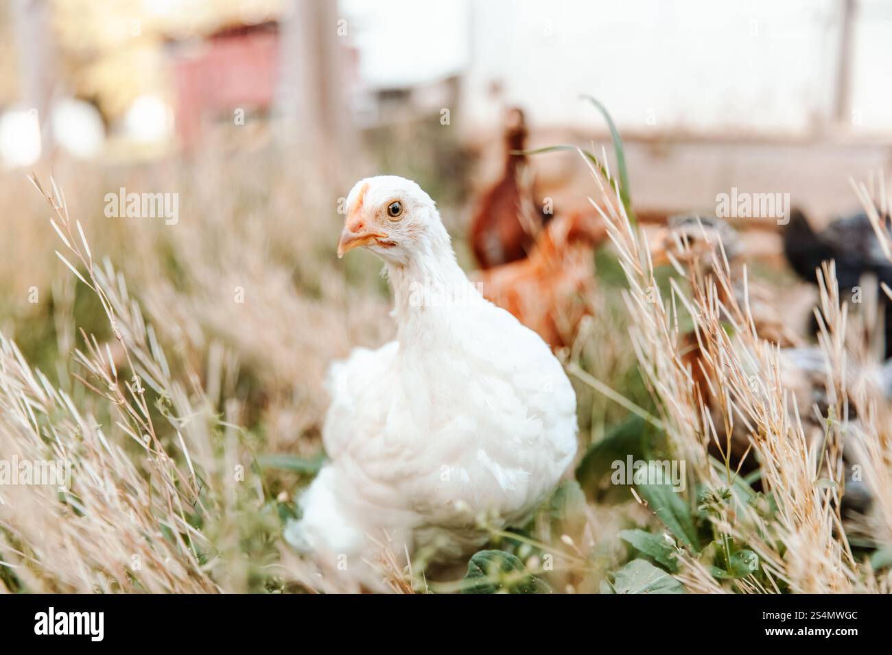 White Chick in Chicken Run with other chickens Stock Photo