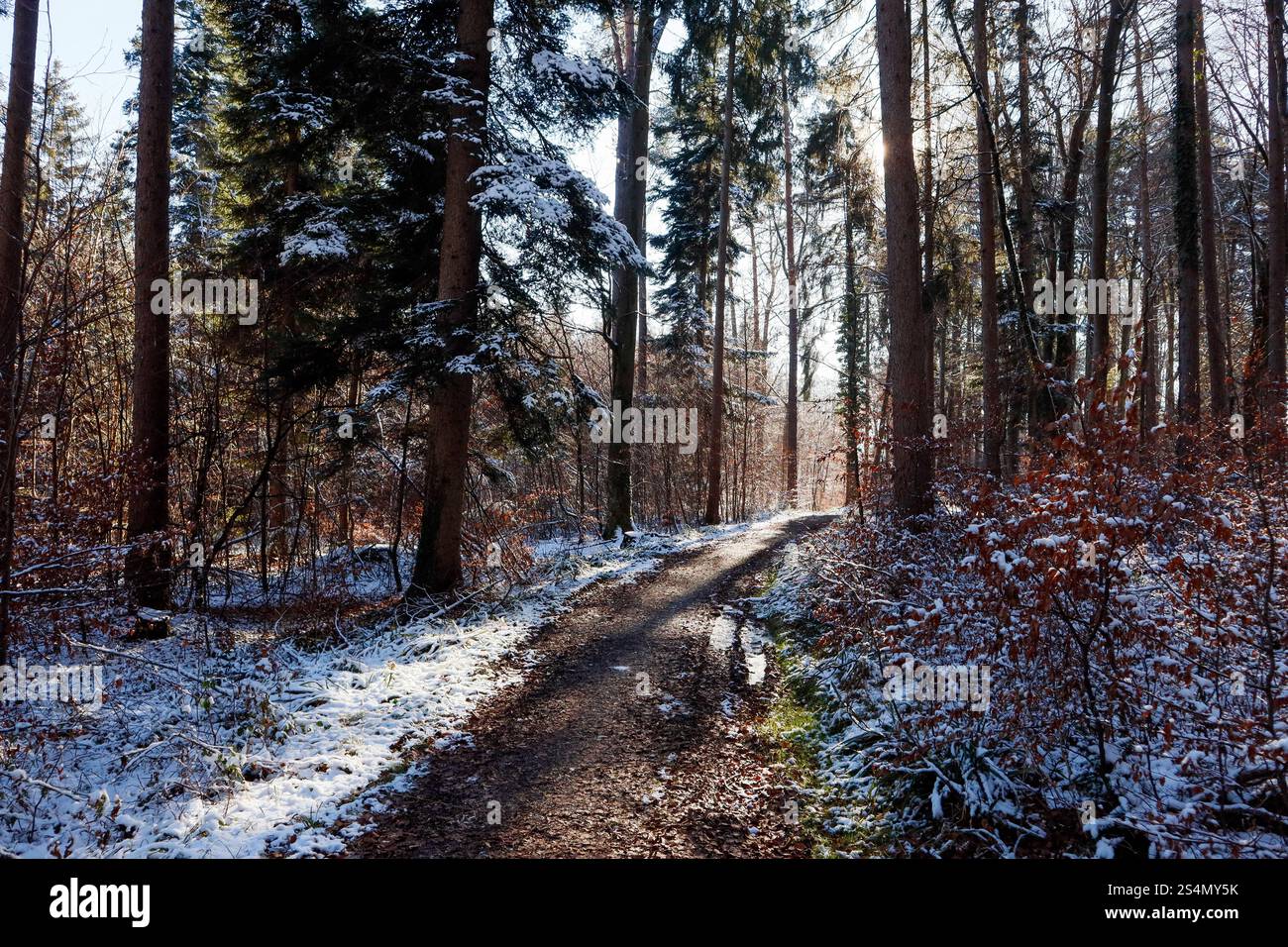 Snowy forest path with sunlight streaming through the trees Stock Photo
