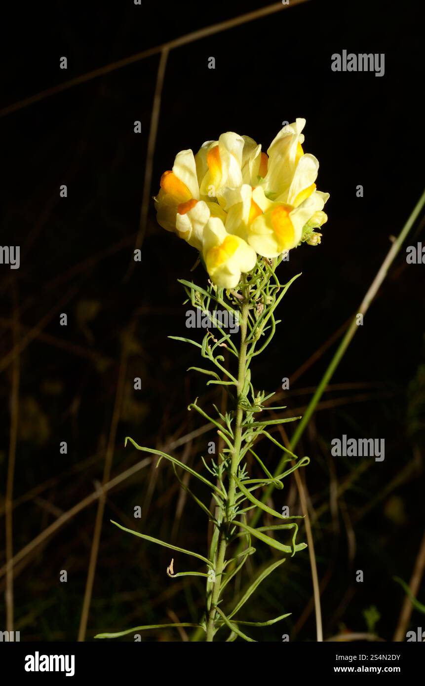 Echtes leinkraut linaria vulgaris hi-res stock photography and images ...