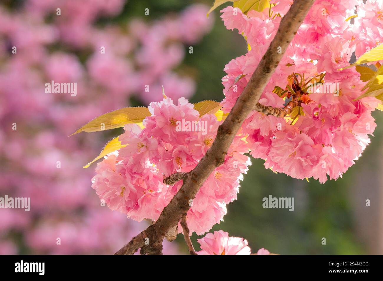 cherry blossom in spring. decorative tree. sunny morning. blurred sakura garden background. beautiful nature Stock Photo
