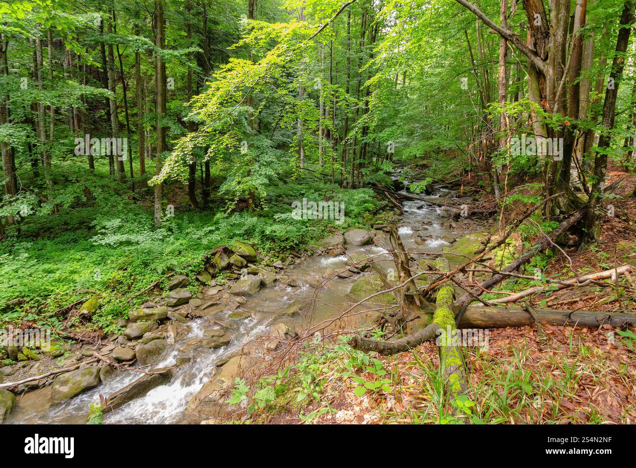 water stream in the beech forest among rocks. lush foliage on tree. outdoor scenery in summer on a sunny day. beauty of carpathian nature. tranquil ec Stock Photo