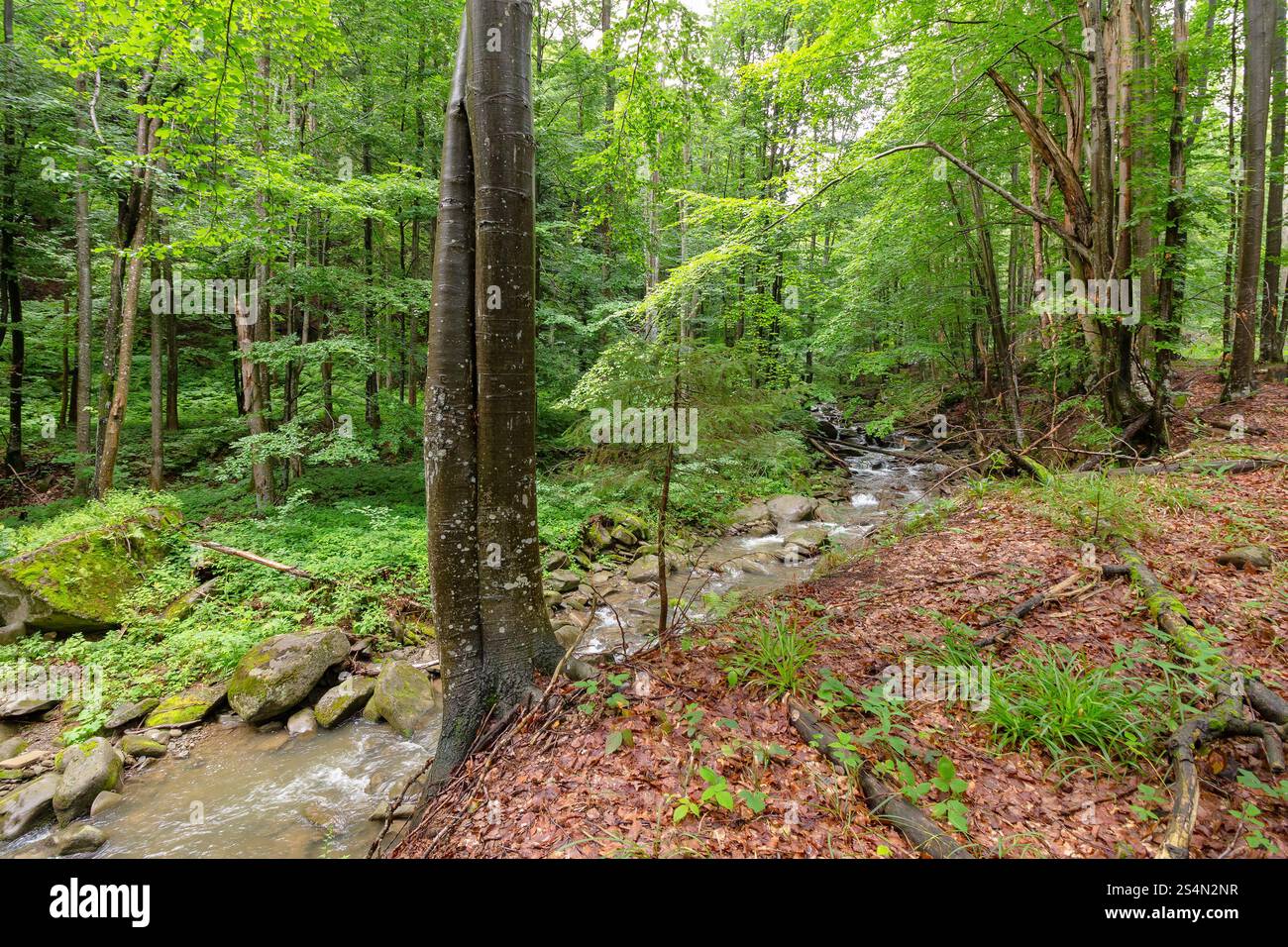 water stream in the beech forest among rocks. mountain region. outdoor scenery in summer on a sunny day. beauty of carpathian nature. wonderful vacati Stock Photo