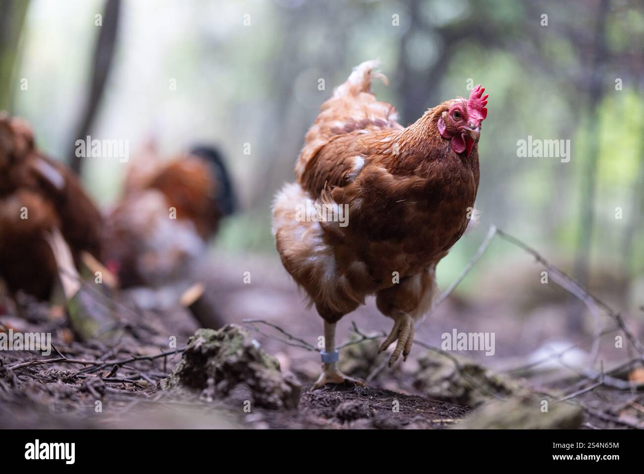 Free range chickens looking for food. Stock Photo