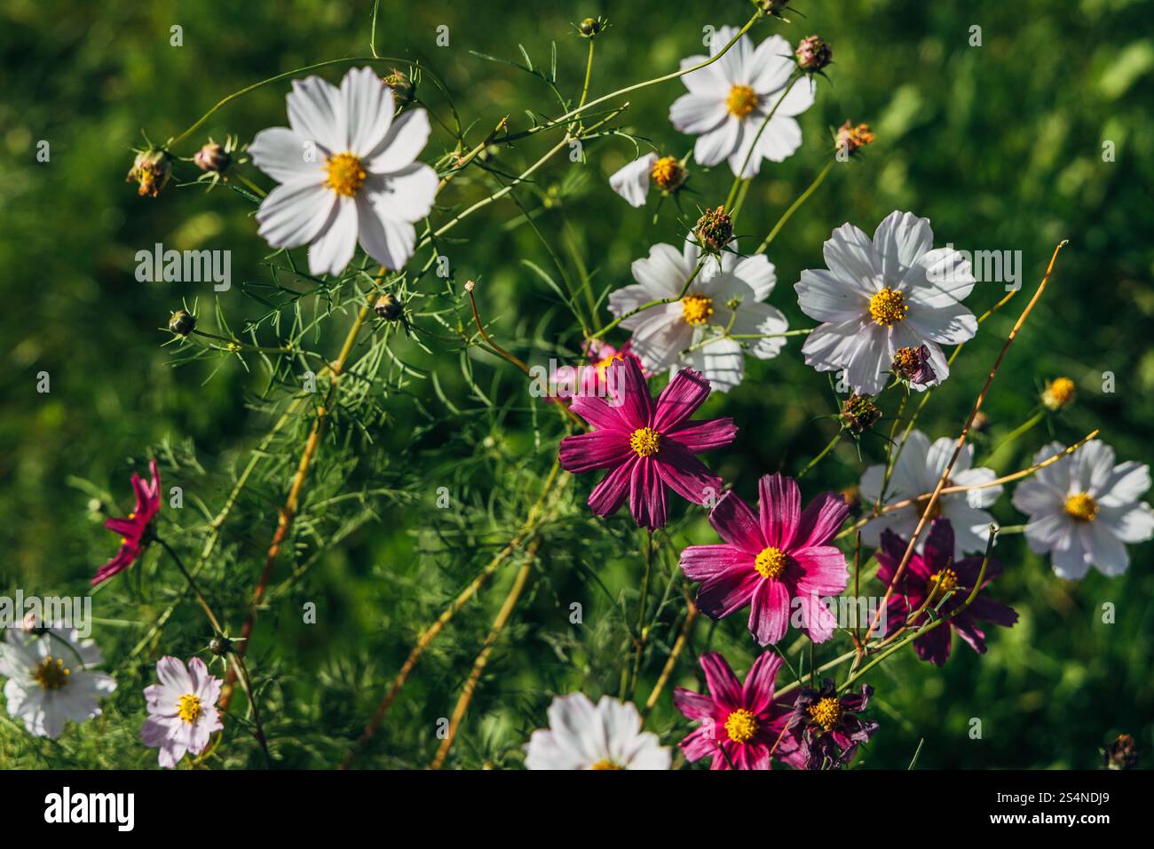 Vibrant cosmos bipinnatus flowers hi-res stock photography and images ...