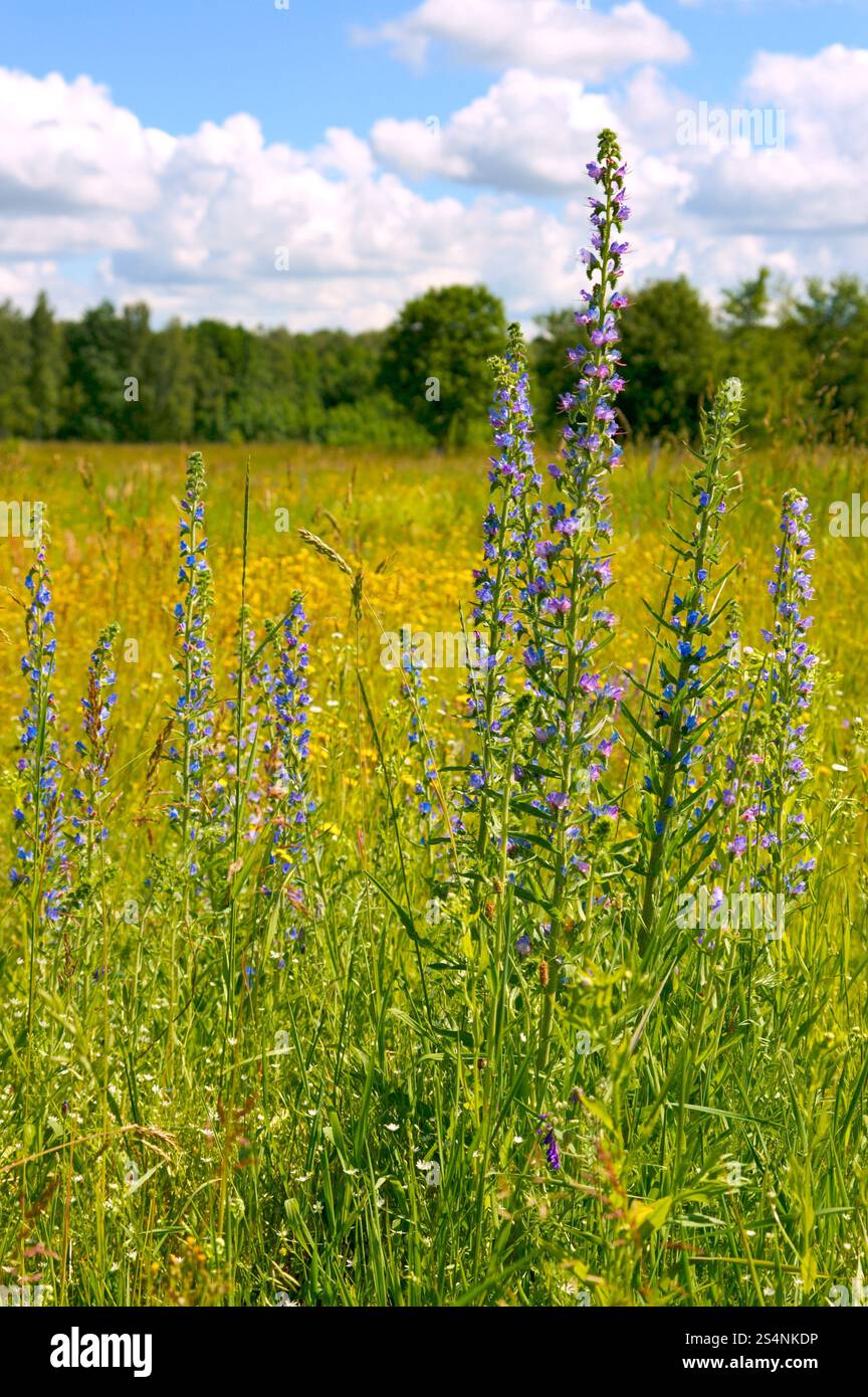 Cloud forest wildflowers hi-res stock photography and images - Alamy