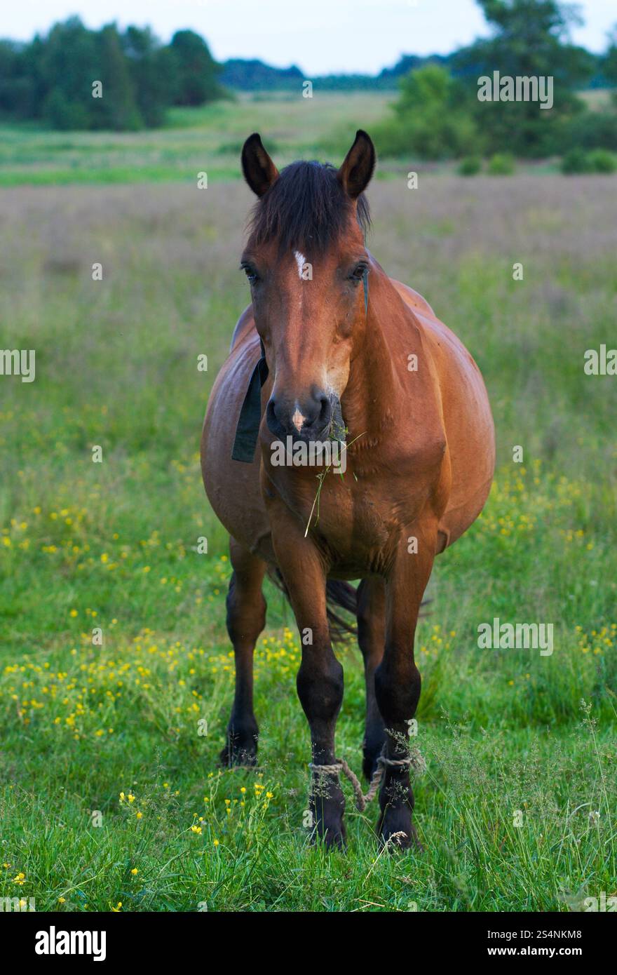 Single horse on evening summer green meadow Stock Photo
