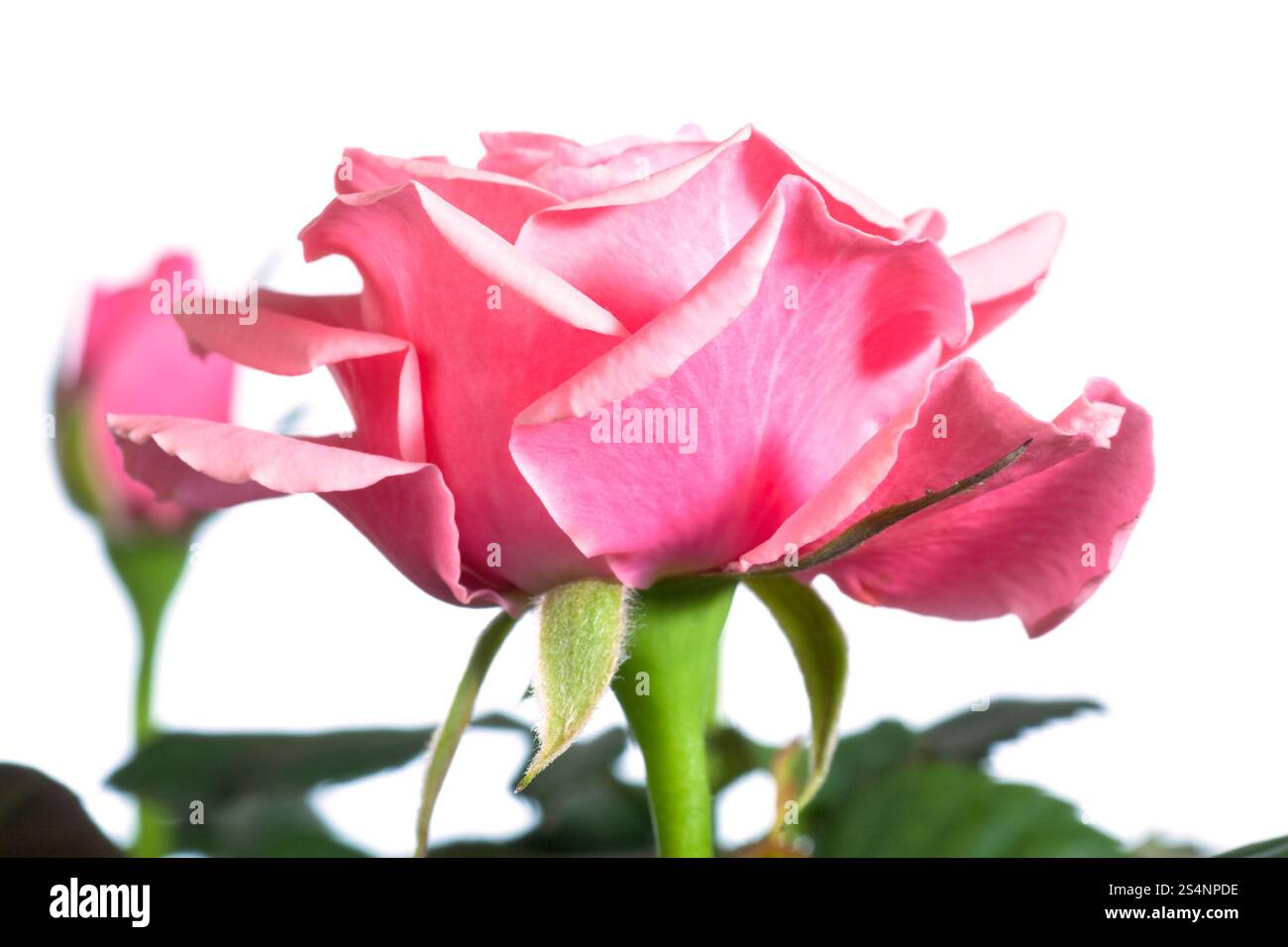 Beautiful rose flowers isolated on white background Stock Photo - Alamy