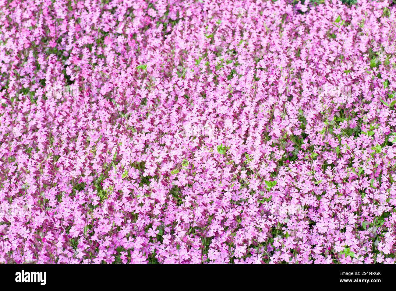 pink flowers Phlox subulata "Zosia" in spring park (background Stock ...