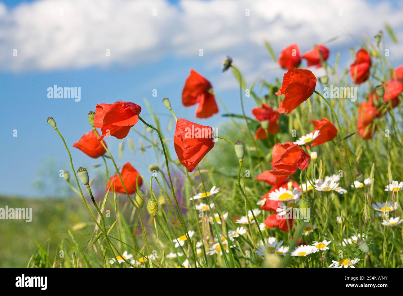 Summer beautiful red poppy and white camomile flowers on blue sky with ...