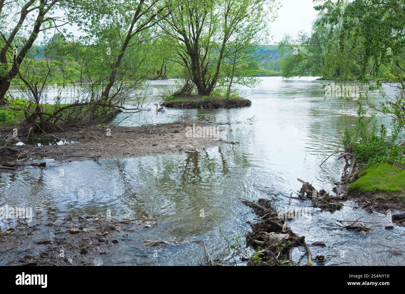 Spring small country river flood and gooses couple on Stock Photo - Alamy