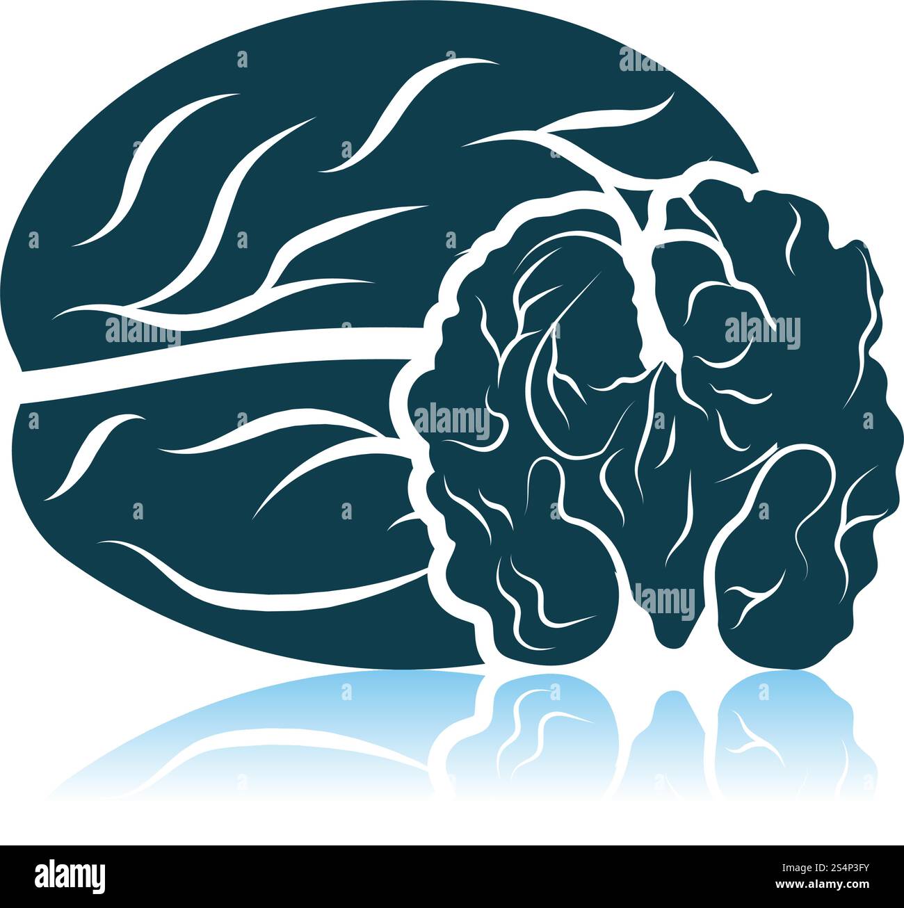 Walnut Icon. Shadow Reflection Design. Vector Illustration Stock Vector ...