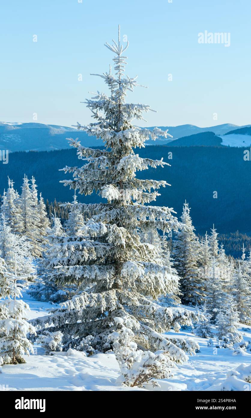 Morning winter mountain landscape with fir trees in front Stock Photo ...
