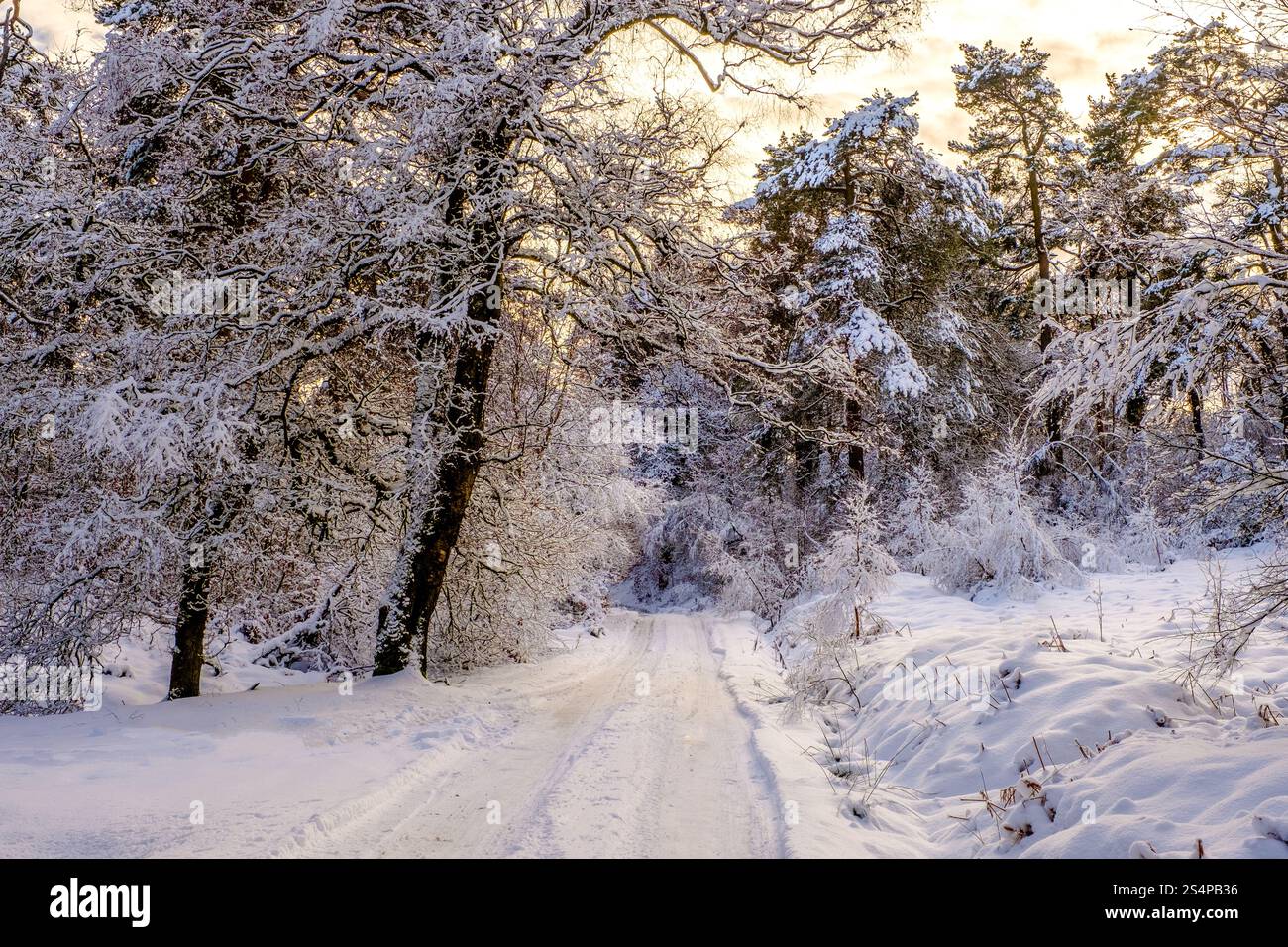 Snow covered road through the Goyt Valley near Buxton in the Peak District National Park Stock Photo