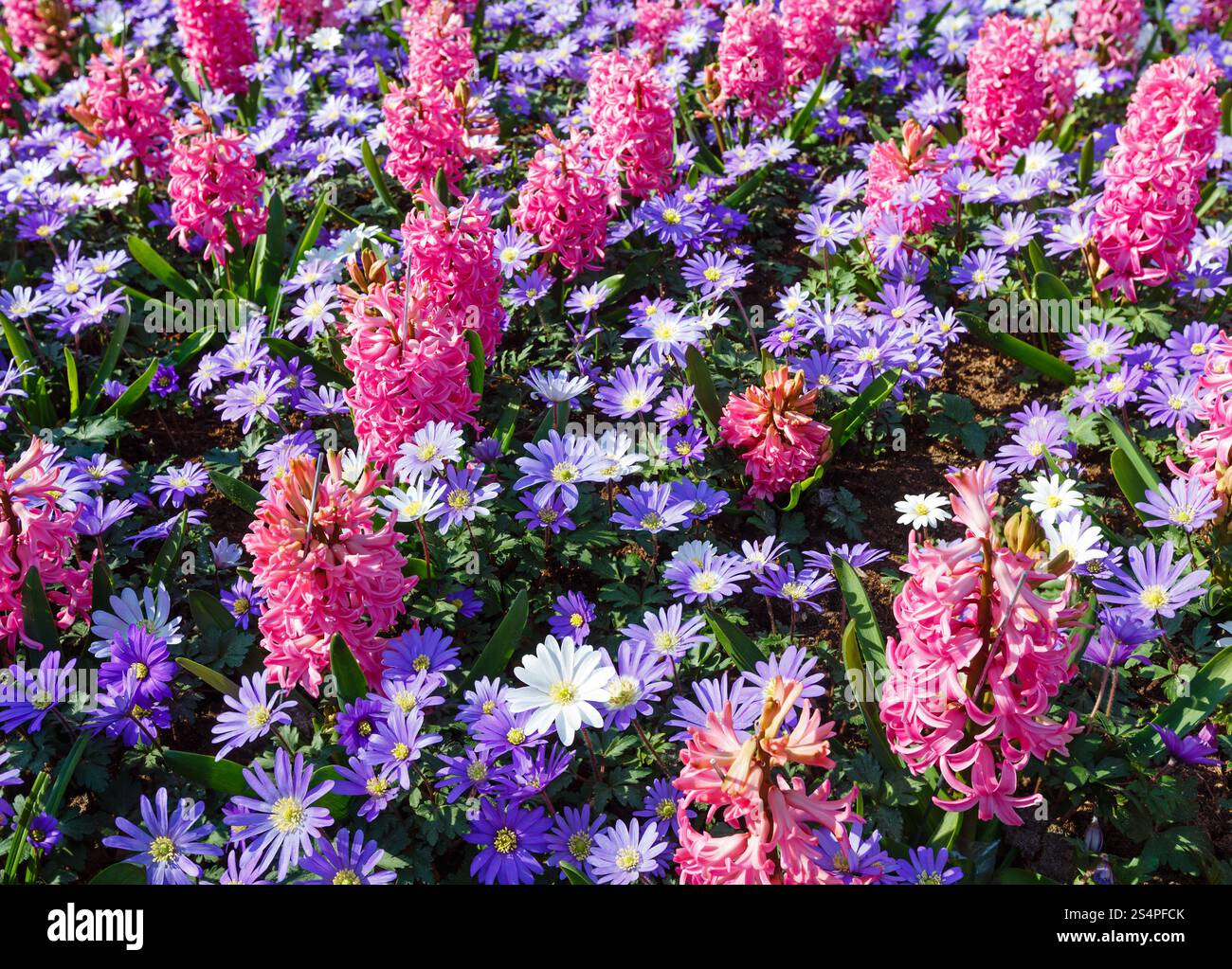 Beautiful meadow pink flowers hi-res stock photography and images - Alamy