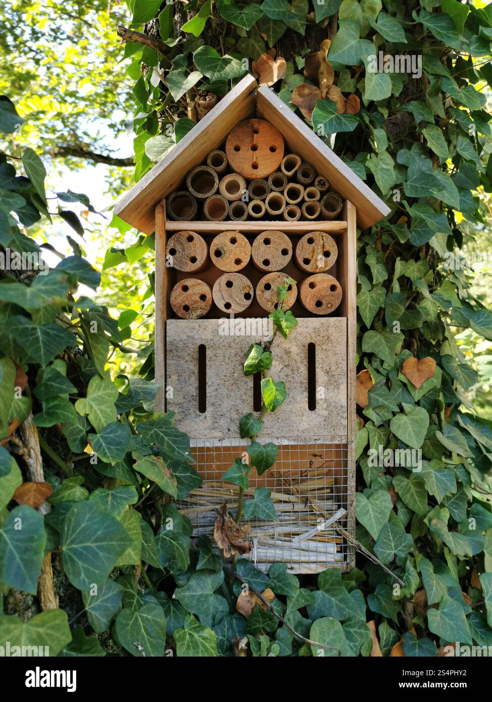 A handcrafted bee hotel constructed from wood and bamboo is mounted on a tree, surrounded by vibrant green ivy. This habitat supports local pollinator - Smartphone Captured Stock Image