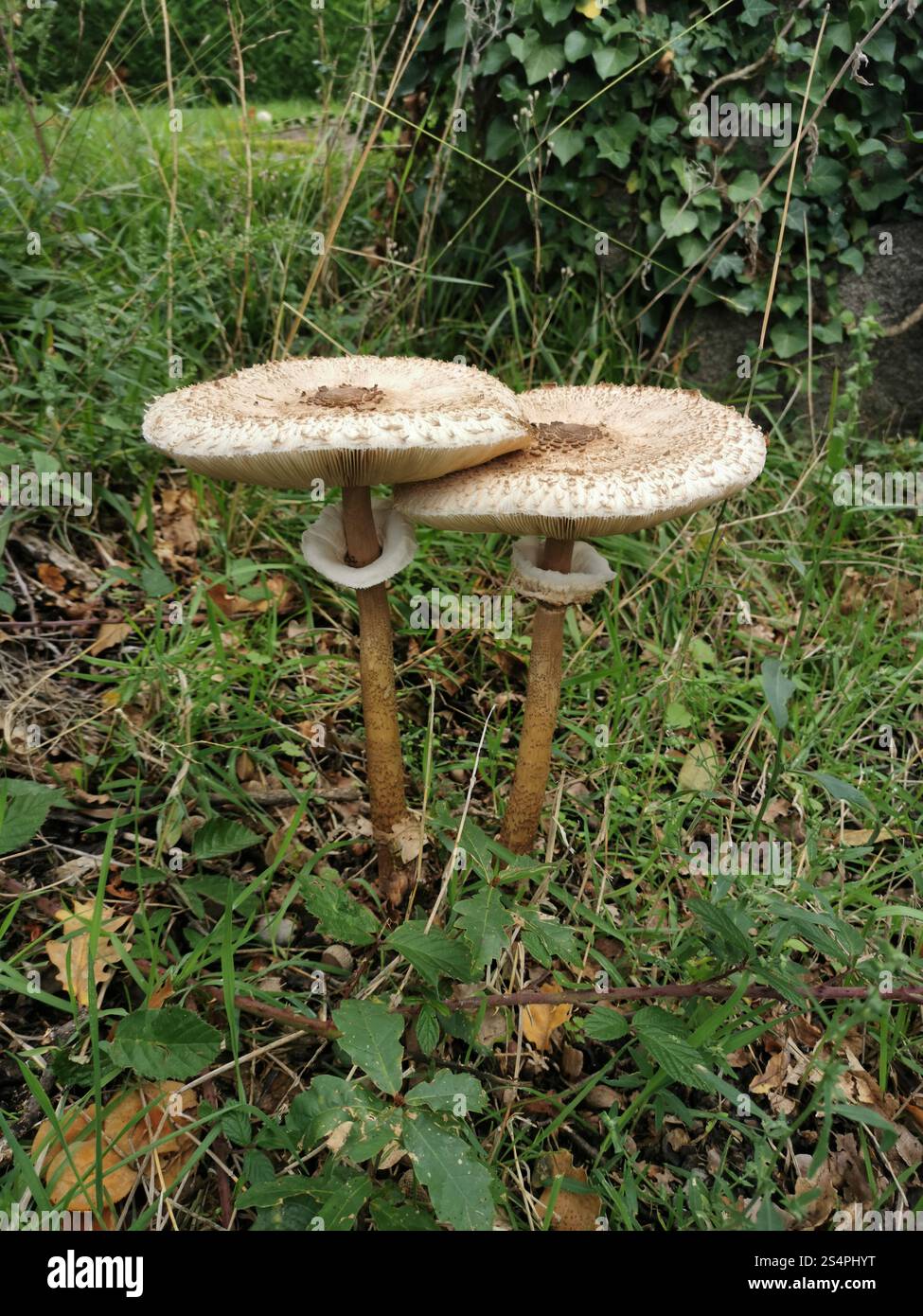 Two distinct mushrooms stand tall amidst lush grass and scattered leaves, surrounded by creeping ivy. The earthy tones contrast with the vibrant green - Smartphone Captured Stock Image
