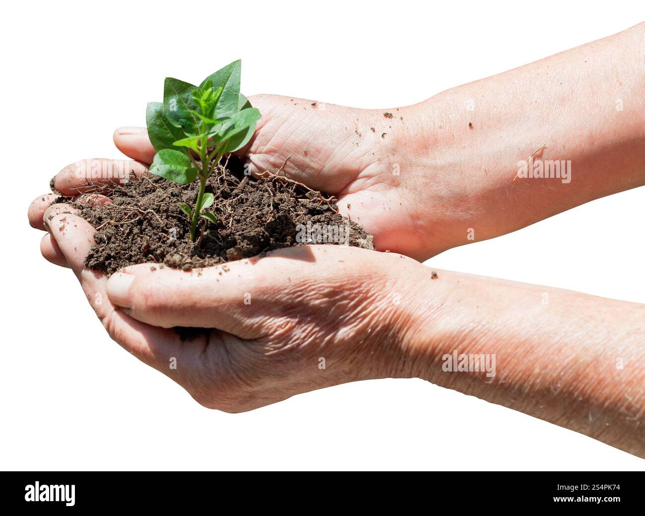 Peasant handful with soil and green sprout isolated on white background