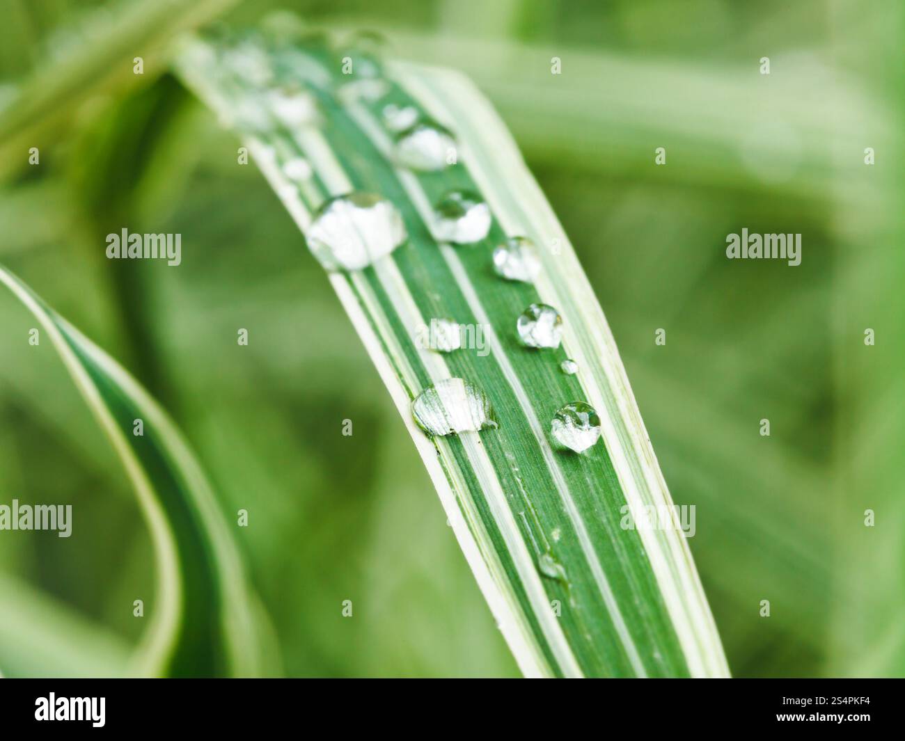 Morrowii variegata hi-res stock photography and images - Alamy
