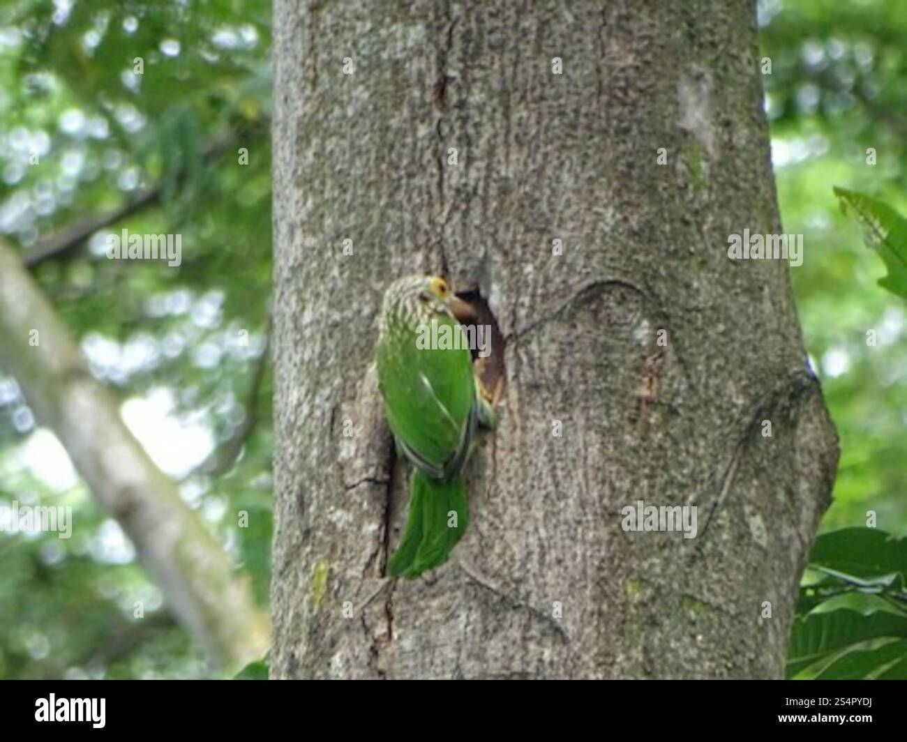 Linadted Lineated Barbet (Psilopogon lineatus Stock Photo - Alamy