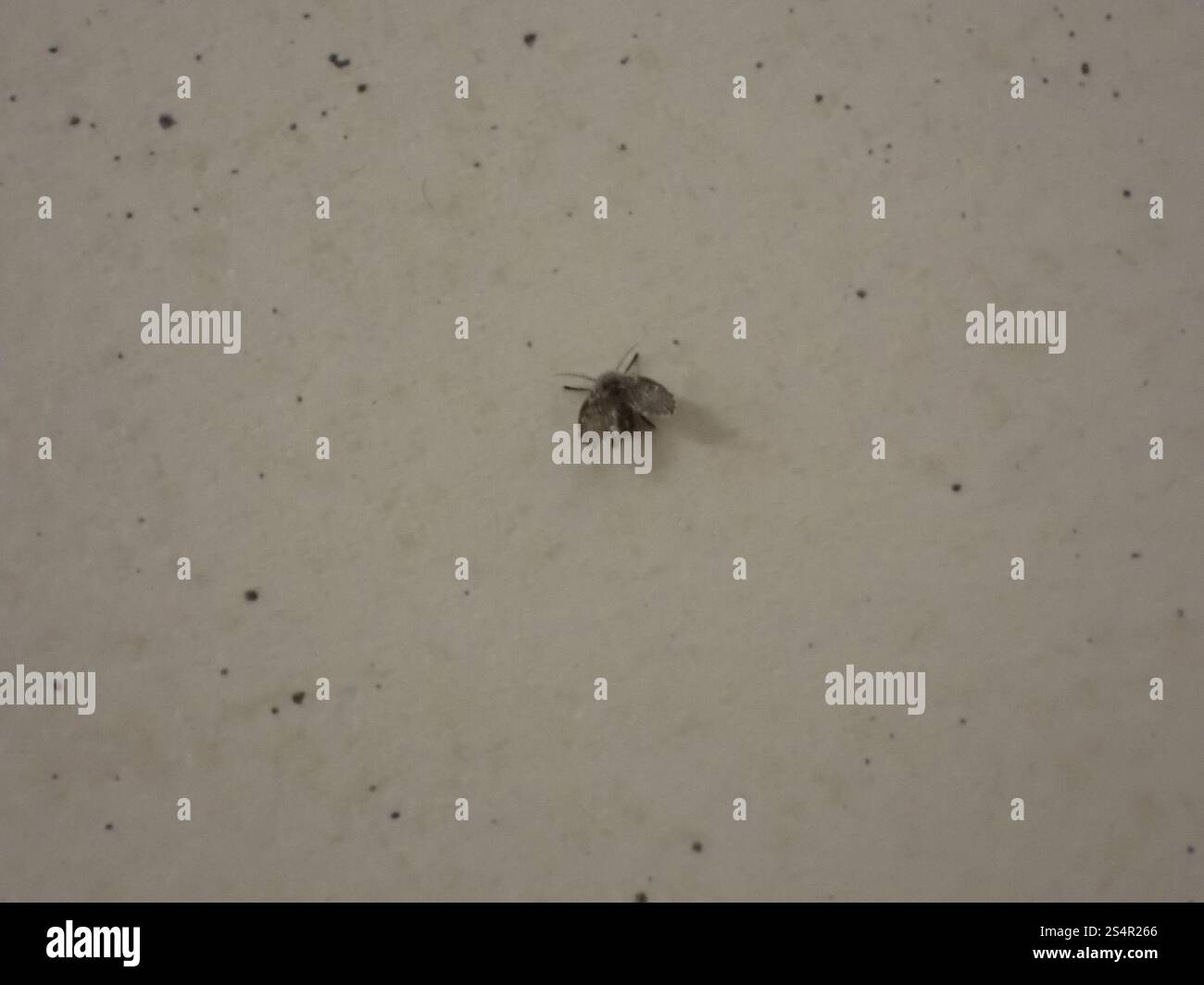 Bathroom Moth Fly (Clogmia albipunctata Stock Photo - Alamy