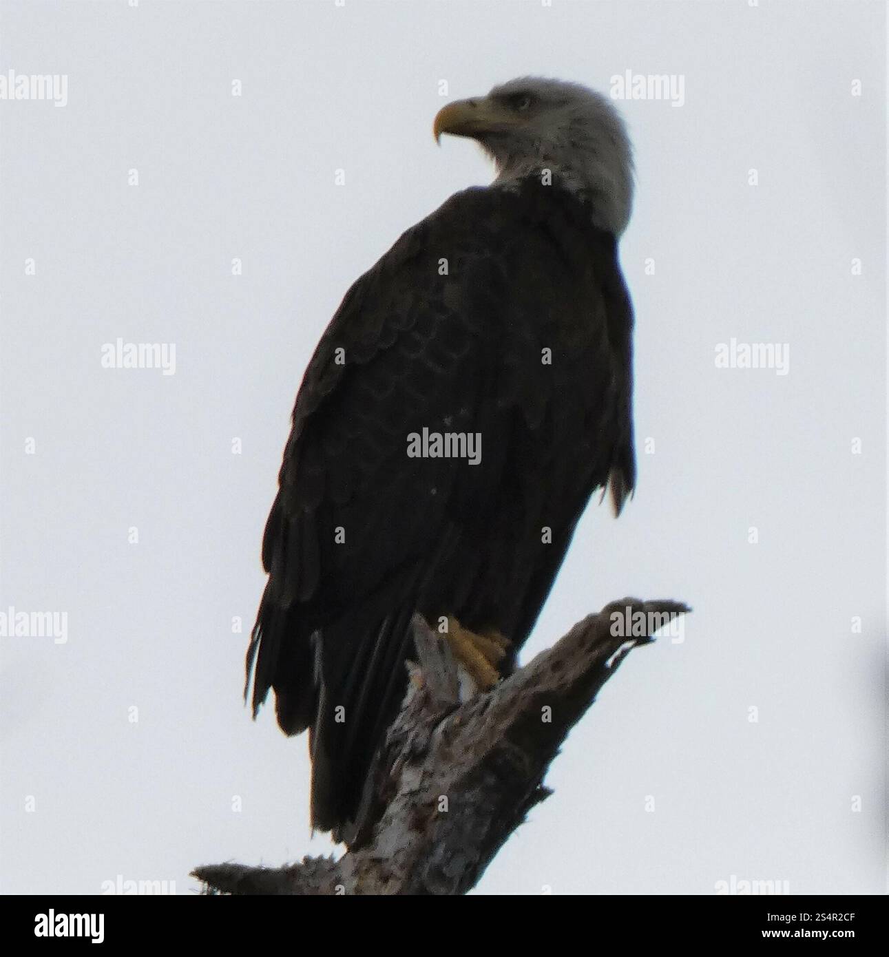 Bald Eagle (Haliaeetus leucocephalus Stock Photo - Alamy