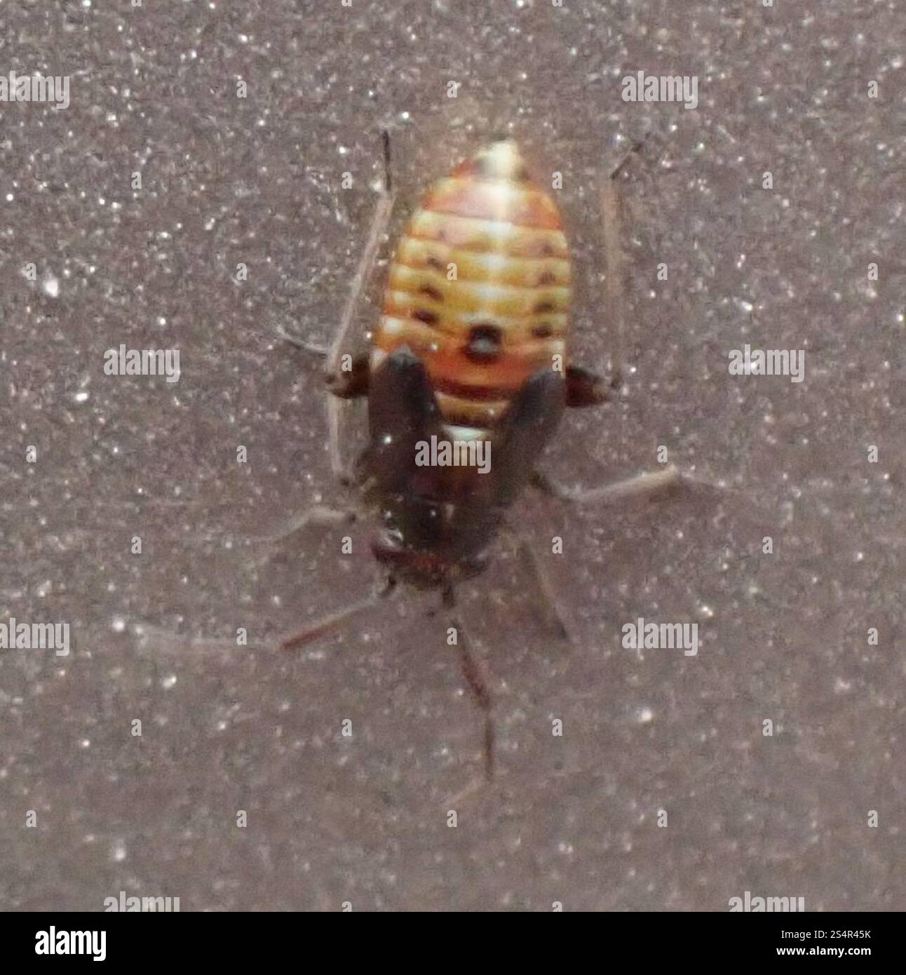 Plant Bugs (Miridae Stock Photo - Alamy