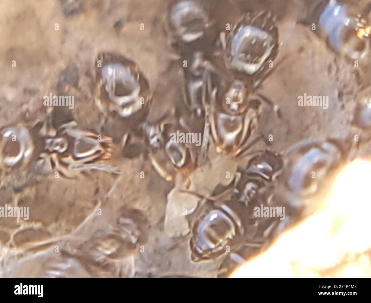 Dark Rover Ant Dark Rover Ant (Brachymyrmex patagonicus Stock Photo - Alamy