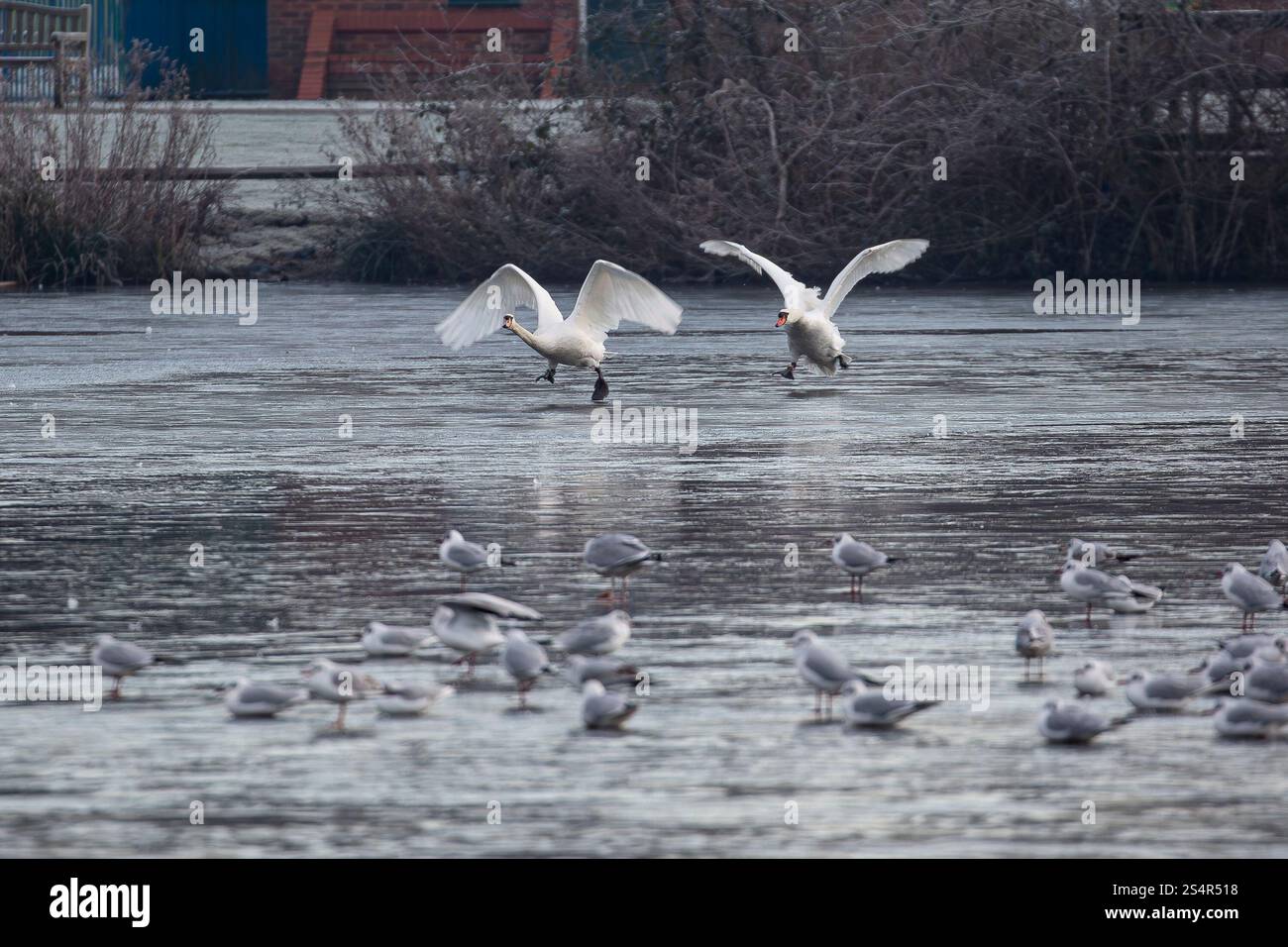 Two wild, UK mute swans (Cygnus olor) chasing each other across a frozen pool in winter, wings spread out flapping. Stock Photo
