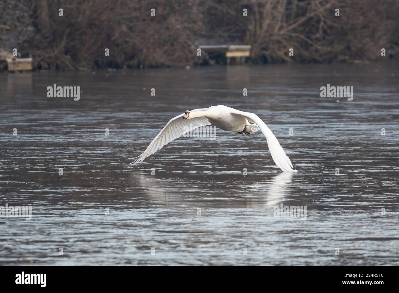Wild, UK mute swan (Cygnus olor) flying isolated across a frozen pool/ lake in winter with wings spread out flapping. Stock Photo